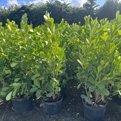 Clusias 4-5 Feet In 7 Gallon