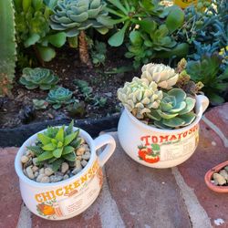 Vintage Succulent Arrangements 