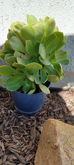 Aeonium Succulent Plant