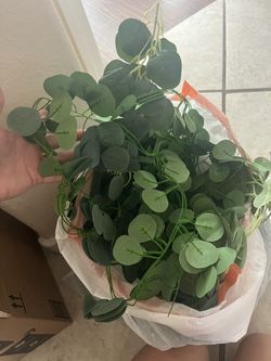 Fake Eucalyptus Vines