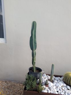Large Peruvian Apple Cactus
