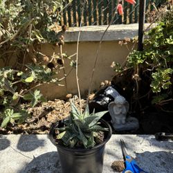 Cactus With Peach Flowers 