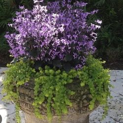Mona Lavander Plant 1gal 