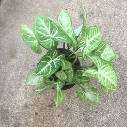 Arrowhead Plant It’s Air Peurefayr Plant 