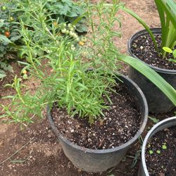 Romero Rosmeri Plant 