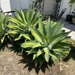 Agave Succulent Different Sizes And Prices