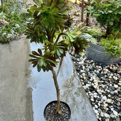 Tall Aeonium Succulent Plant 