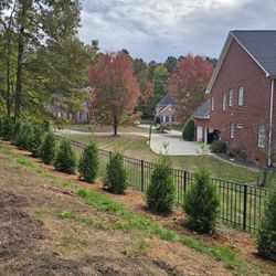 Green Giant Privacy Trees Sale (With Planting Free)