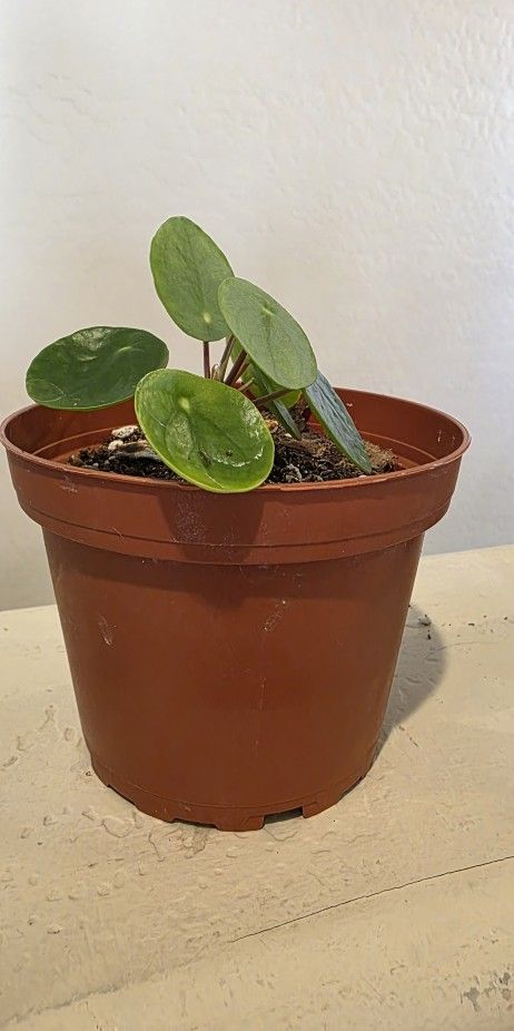 Pilea Live Plant
