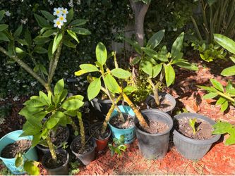 Variety of plumeria