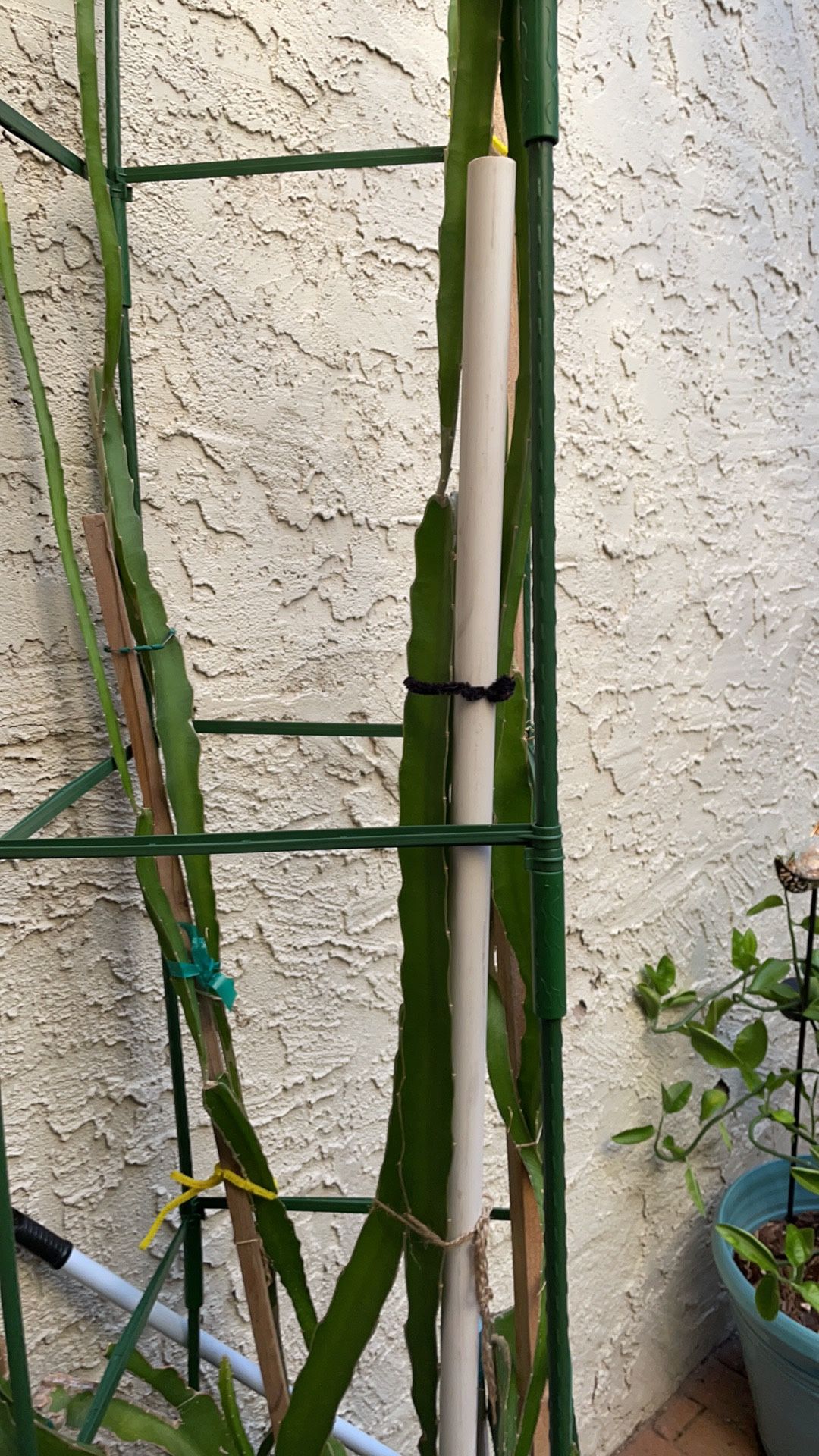 Large Dragon Fruit Plant
