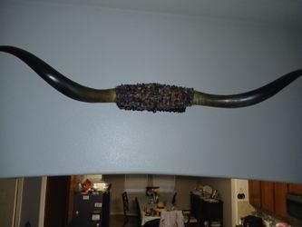 Long Horns over 6 feet in length  