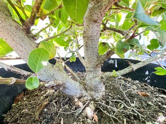 Viburnum Double Trunk Bonsai Tree “Spring Bouquet”