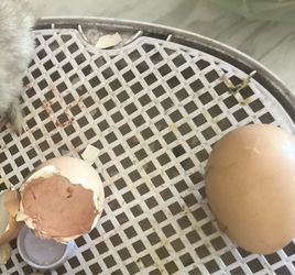 Chicken Eggs