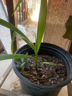 Young Palm Tree Seedling in Pot