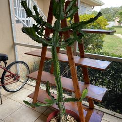 REAL CACTUS TREE - 5 Feet 7 Inches Tall