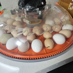 Organic Fertilized Eggs Ready For Incubator Or Broody Hens