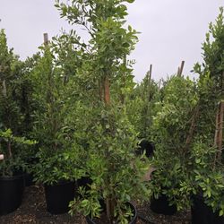 Ficus Nitida Hedge Or Private 