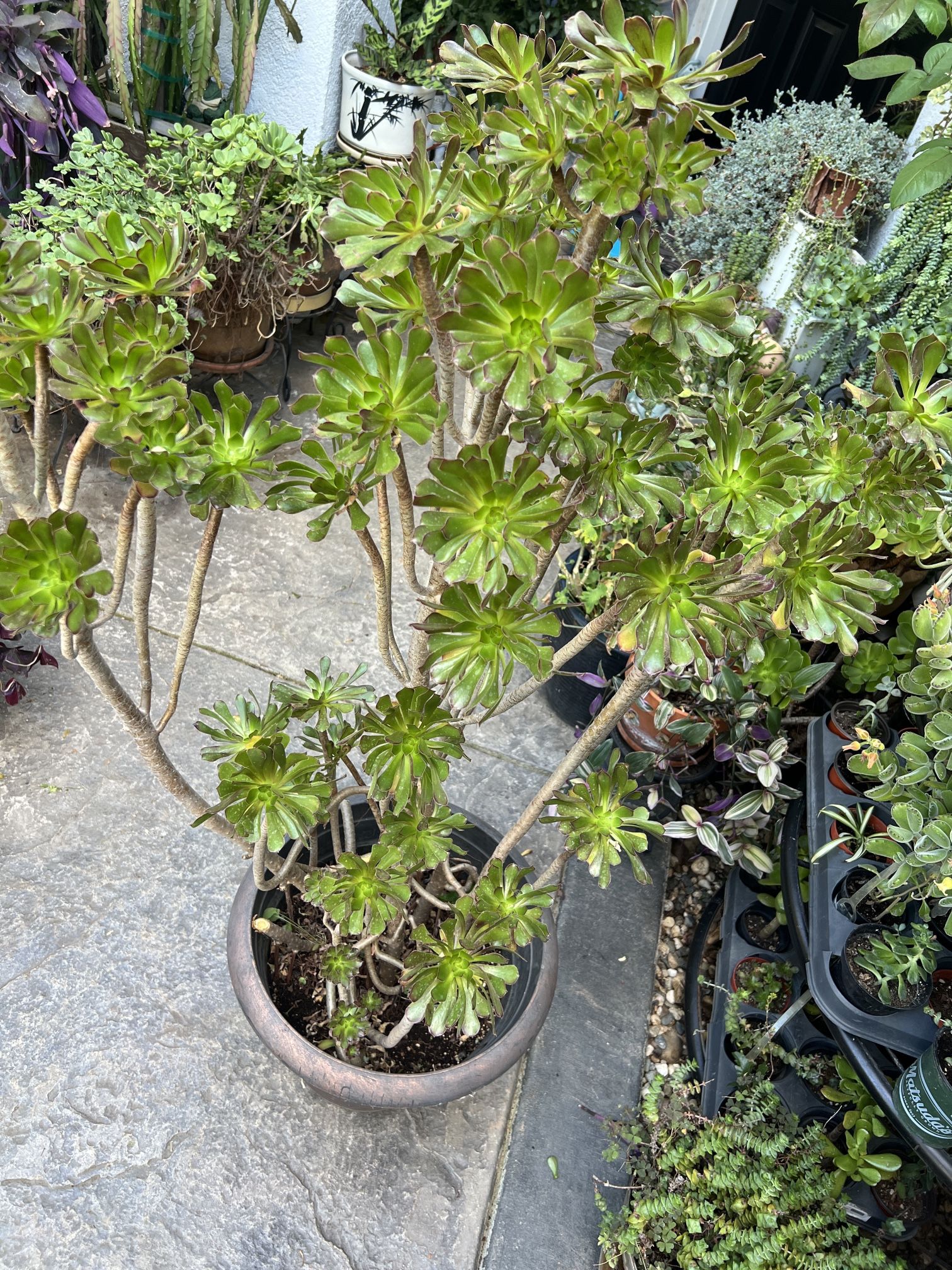 Tall Purple Aeonium - 56” Tall