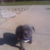 Ray Jr