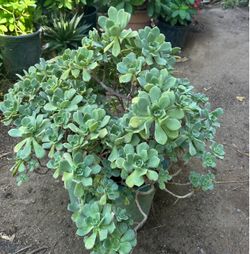 Planta de suculenta