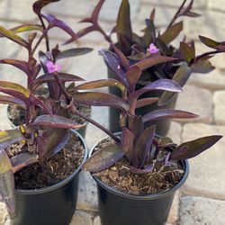 Purple Heart Plant / Succulent