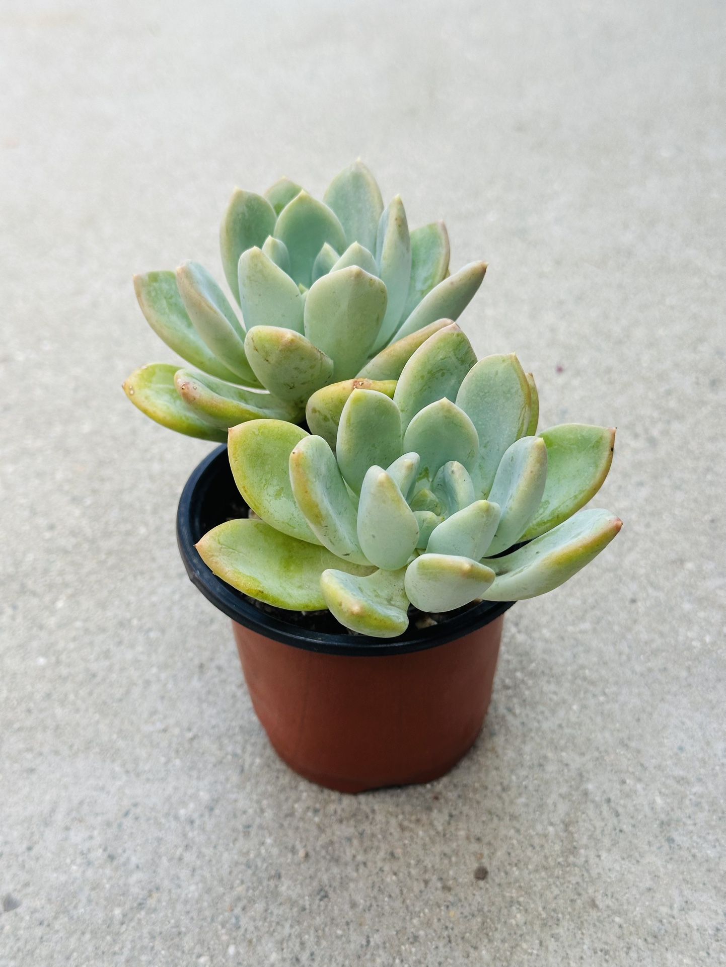 Succulents plants 🪴