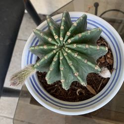 Cactus 23$