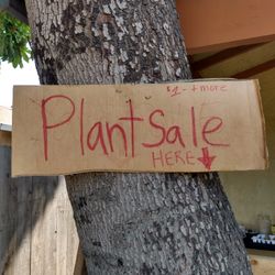 Lots Of Plants For Sale 