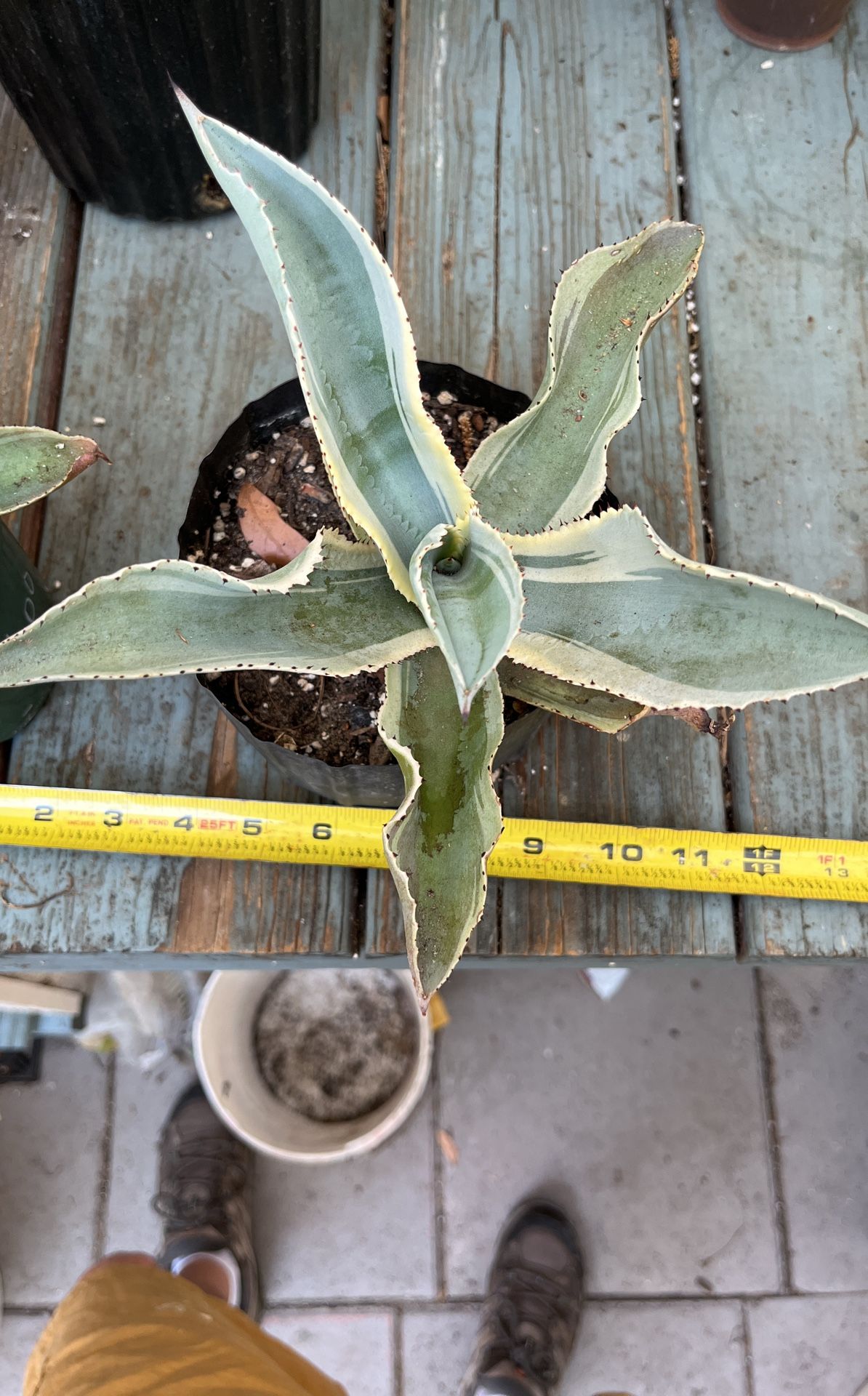 Agave Gypsophila “Ivory Curls”