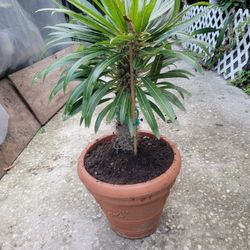 Madagascar Palm 