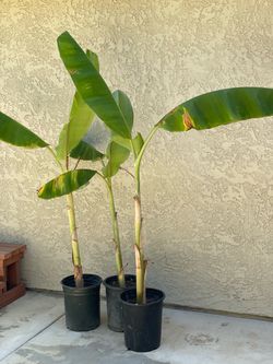 Banana Plant