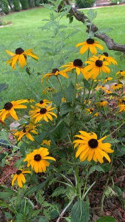 Black Eyed Susan (perennial)