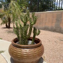 Large Plant
