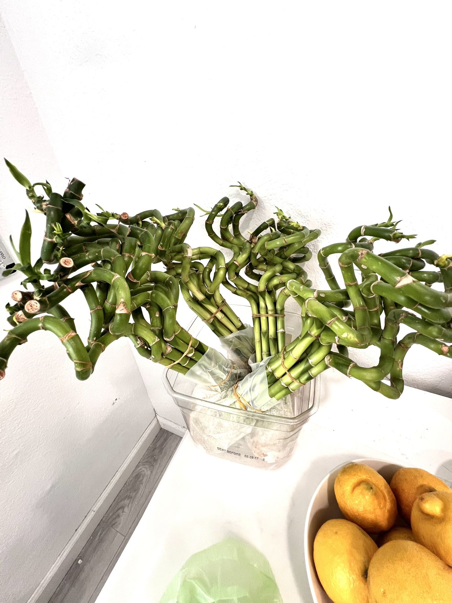 14 Inch Tall Spiral Lucky Bamboo Plant ($2 Each) Pickup 95116 Zip Code