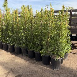 Indian Laurel Ficus 15 Gal