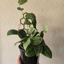 Live Plant, 4 inch pot, Silvery Ann