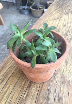 Mini succulent plant with pot