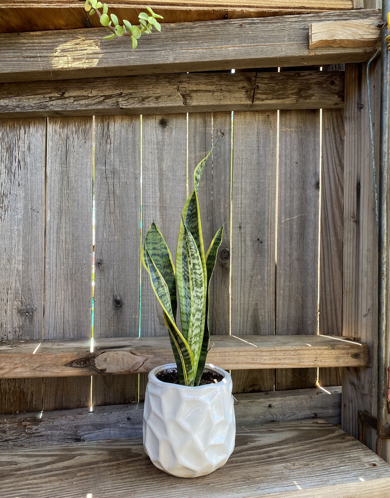 IndoorMother-in-Law or Snake Plant