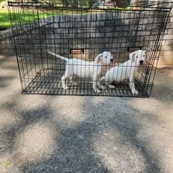 Dog Cage