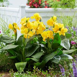 Yellow Canna Cannasol Plant ( 3 Gal )