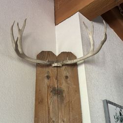 Deer Decor 