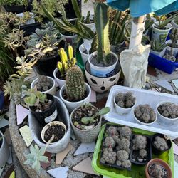 Plant Sale Today Cactuses  Succulents An Many Other