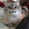 Kat