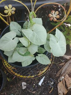 Syngonium snow ❄️ white plant