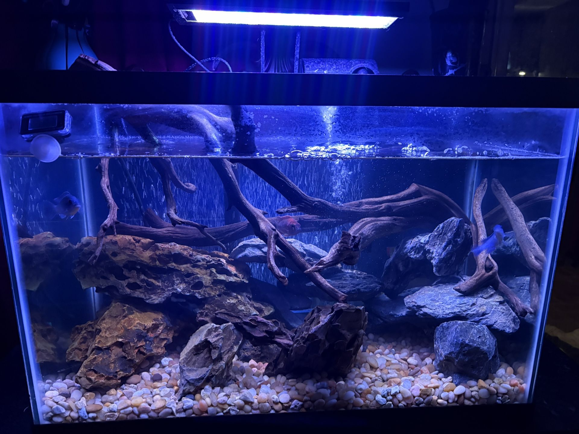 20 Gallon Fish Tank