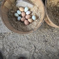 Fresh Eggs