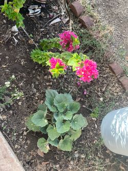Plants Garden Sanctuary Geranium