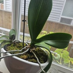 Plant Orchid, Two In One Nice Ceramic Pot 