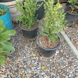 5 Gal/Plant/Japanese  Boxwood 